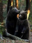 Rewilding Experience Transylvania Romania Bears