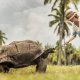 Seychelles Luxury Family Travel Turtle Experience