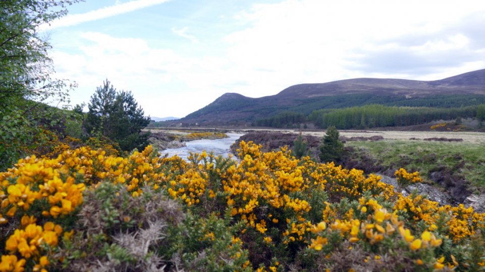 Scottish Highlands Family Holiday Niche Traveller Nature Travel Flowers