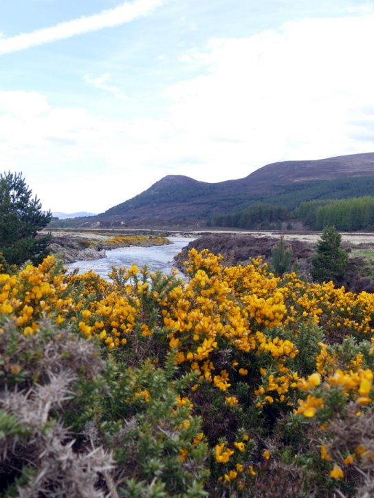 Scottish Highlands Family Holiday Niche Traveller Nature Travel Flowers
