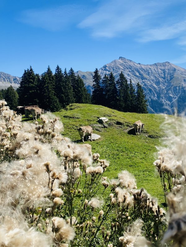 Family Holiday Lenzerheide