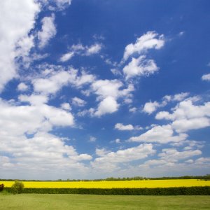 Peenetal Vorpommern Rapsblute Travel Germany