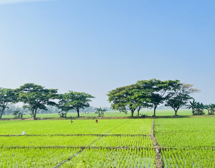 Indonesia Java Ricefields Alice Mengers 8