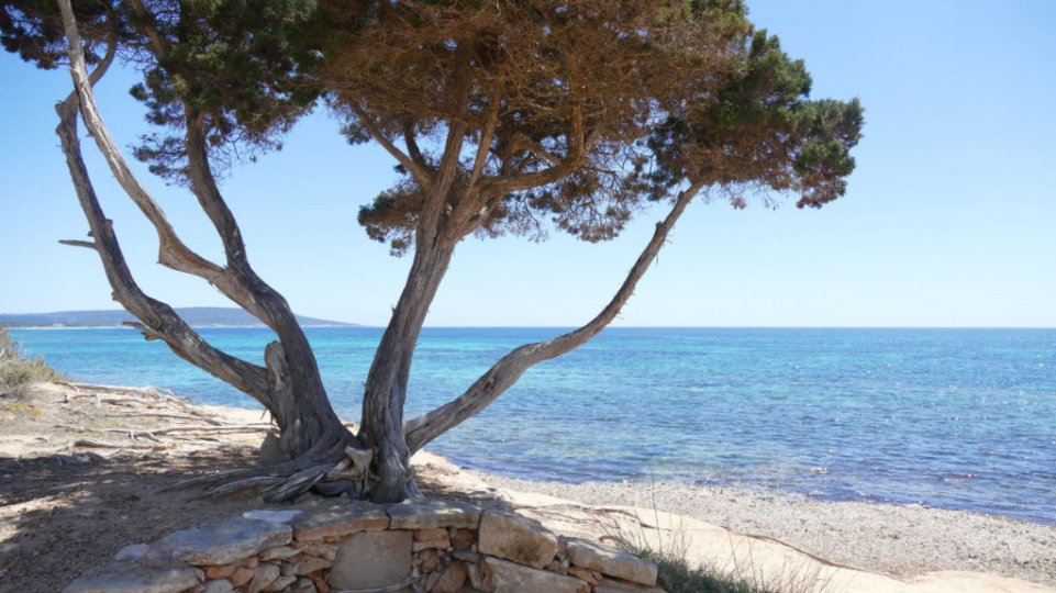 Formentera Best Beach Family Holiday Niche Traveller Tree