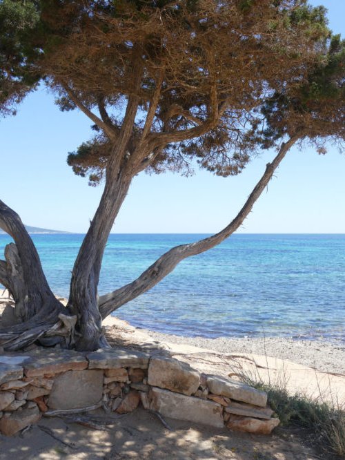 Formentera Best Beach Family Holiday Niche Traveller Tree