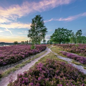 Luneburger Heide Entdecken Surhorn