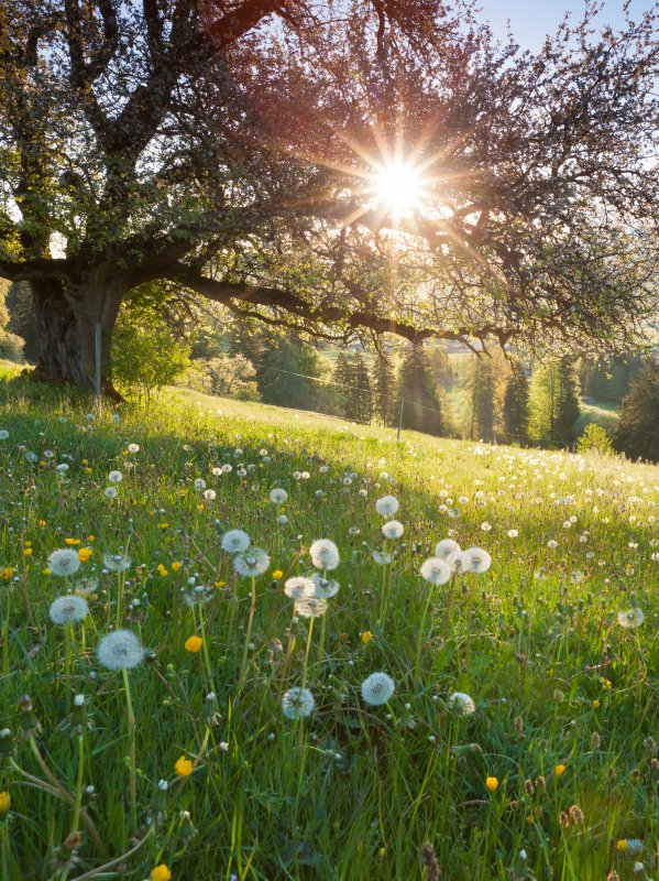 Luxury Family Travel Germany Allgau