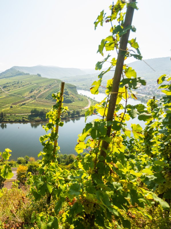Family Travel Mosel Germany D Ketz