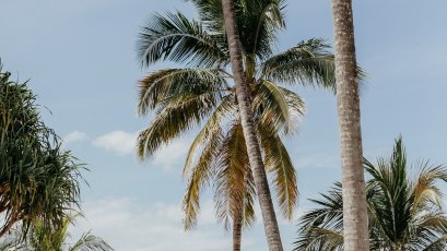 Family Travel Zanzibar Palmtrees