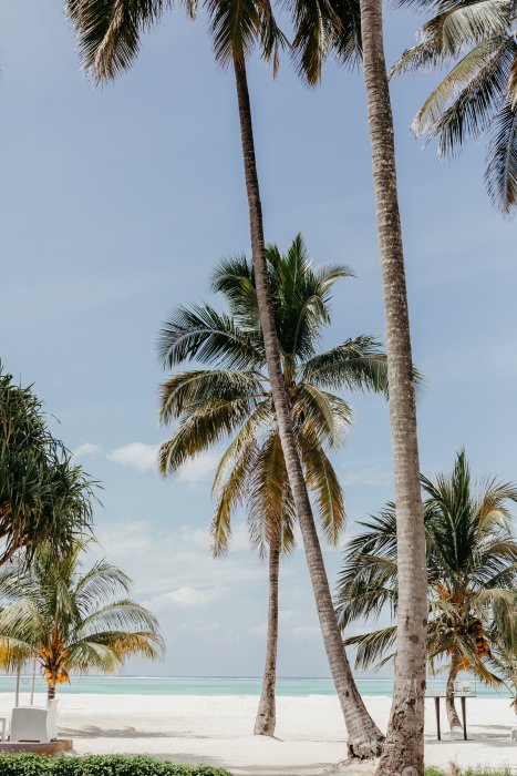 Family Travel Zanzibar Palmtrees