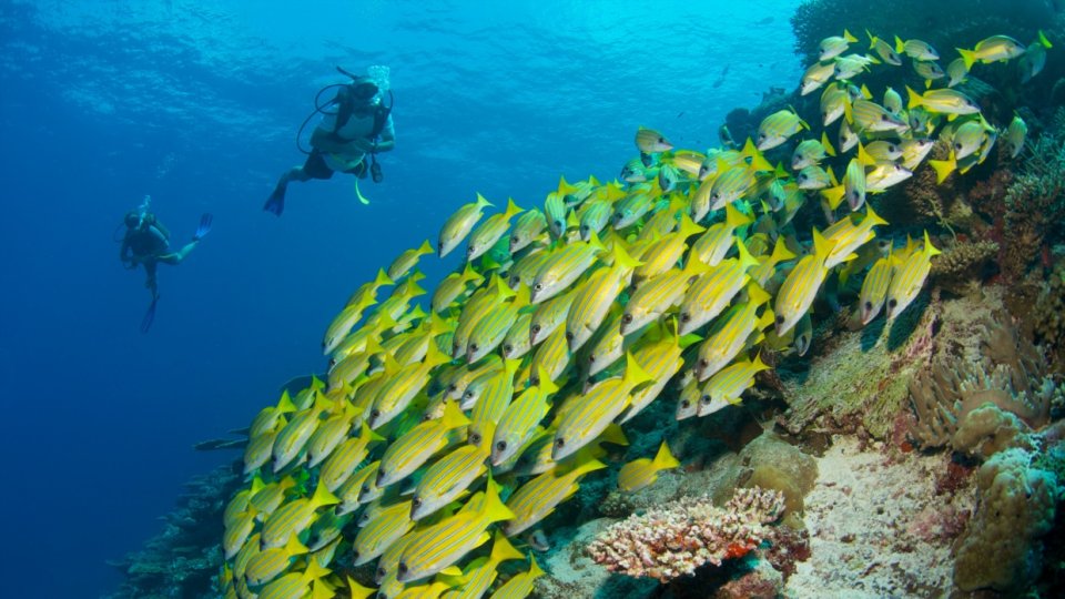 Maldives Luxury Family Travel Beach Diving