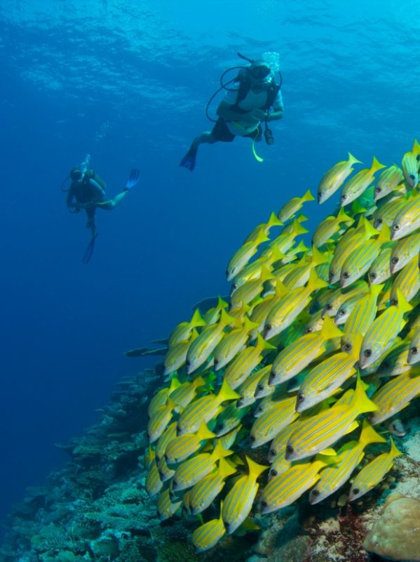 Maldives Luxury Family Travel Beach Diving