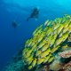 Maldives Luxury Family Travel Beach Diving