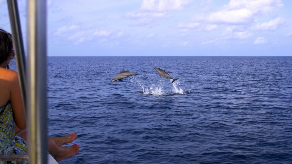 Maldives Luxury Family Travel Beach Dolphin