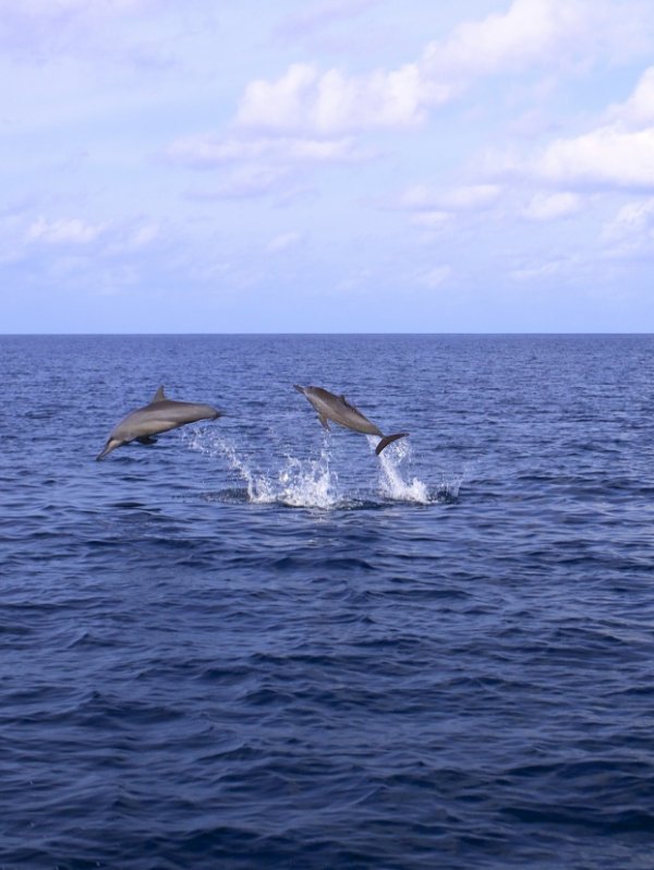 Maldives Luxury Family Travel Beach Dolphin