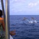 Maldives Luxury Family Travel Beach Dolphin