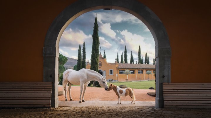 Horses Reschio Estate Umbria Itlay