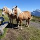 South Tyrol Family Travel Horses